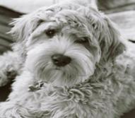 bailey.bmp